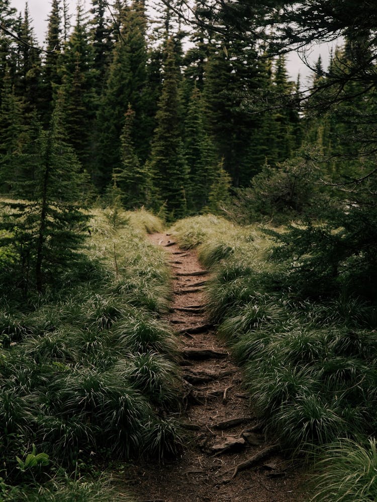 Forest Trail V