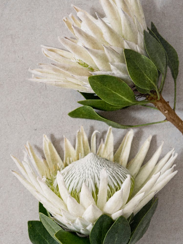 White Protea Flowers