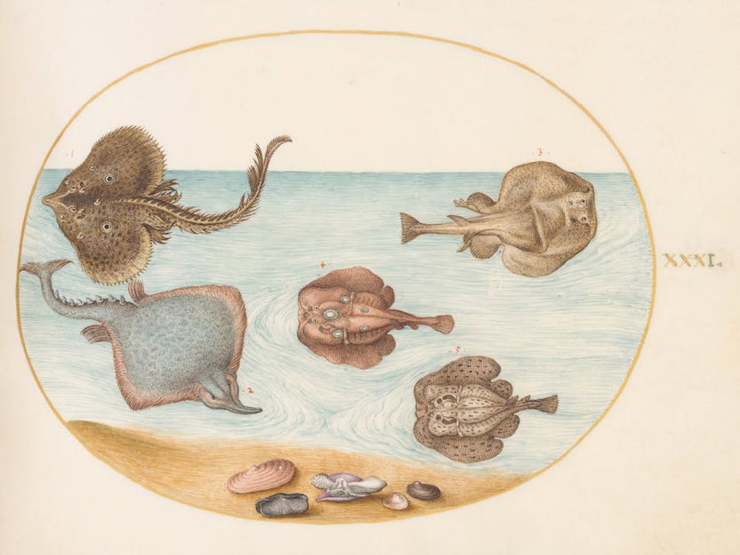 Aquatic And Shellfish Animals, Joris Hoefnagel (4)