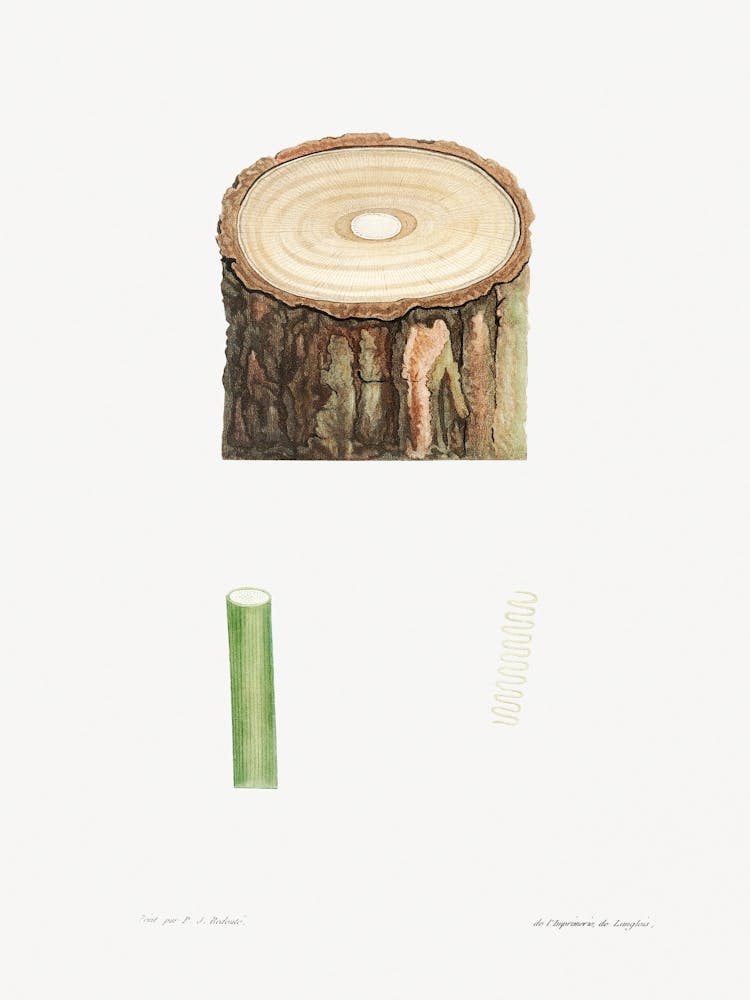 Tree Stump And Plant Stem, Pierre Joseph Redoute