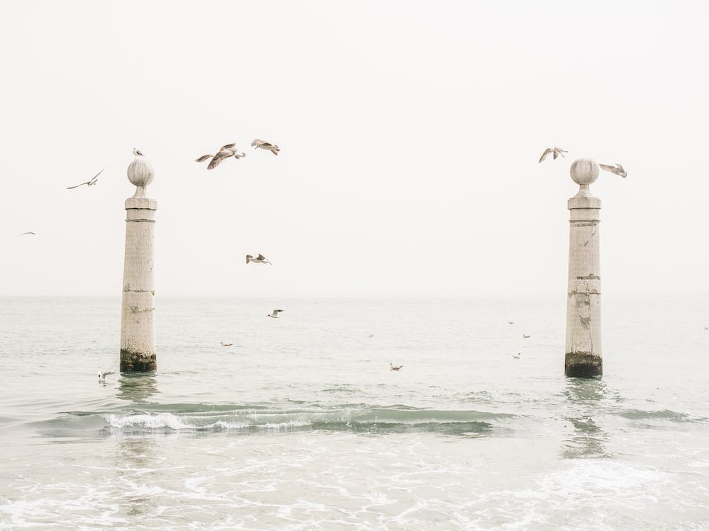 Bright Sea Seagulls
