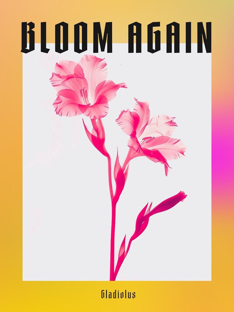 Hot Pink Gladiolus 2 Poster
