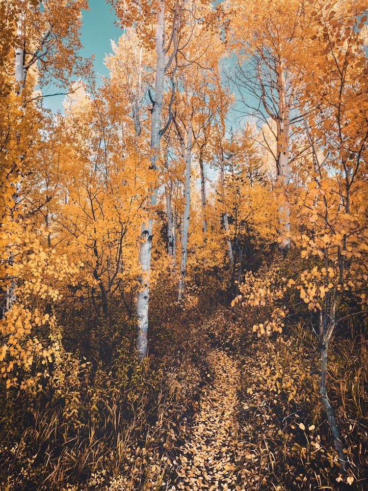 Autumn Forest - Grand Teton National Park Aspen Trees