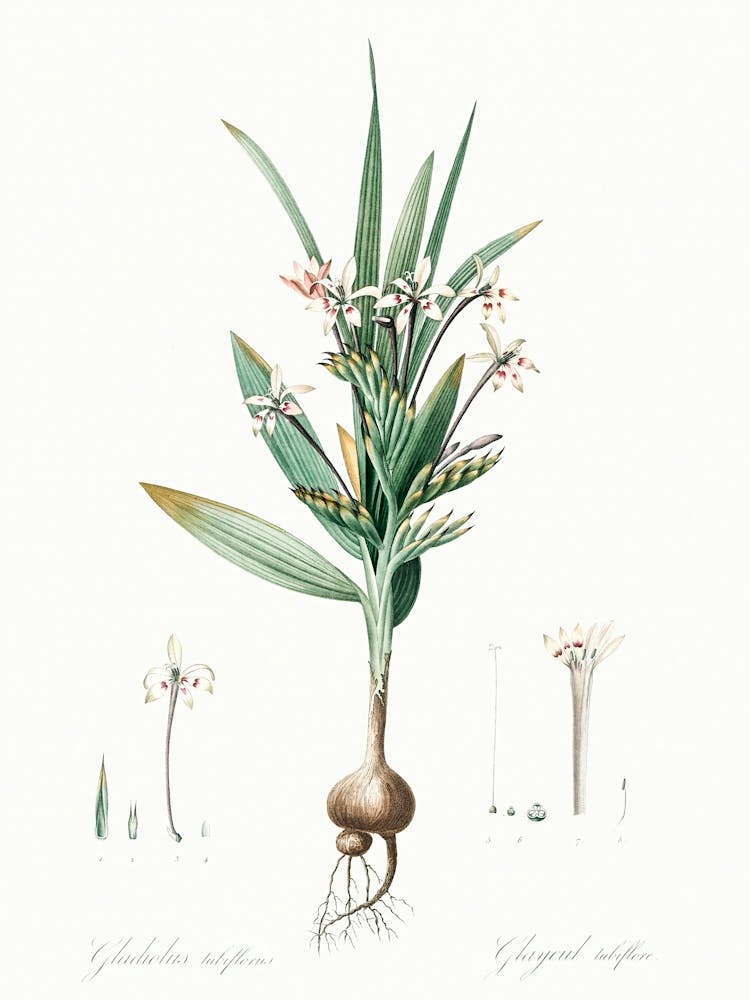 Pavianwurzel-Illustration aus Les Liliacées (1805), Pierre Joseph Redoute