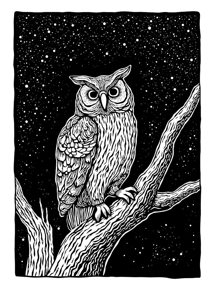 Owl In The Night Sky