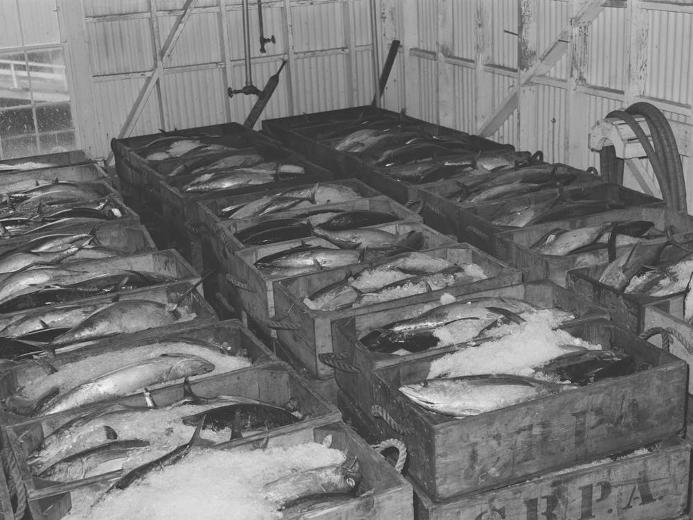 Tuna Packed In Ice Waiting To Be Canned At The Columbia River Packing Association, Astoria, Oregon By Russell