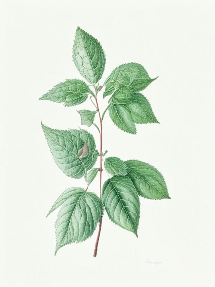Mint Leaf Illustration 2