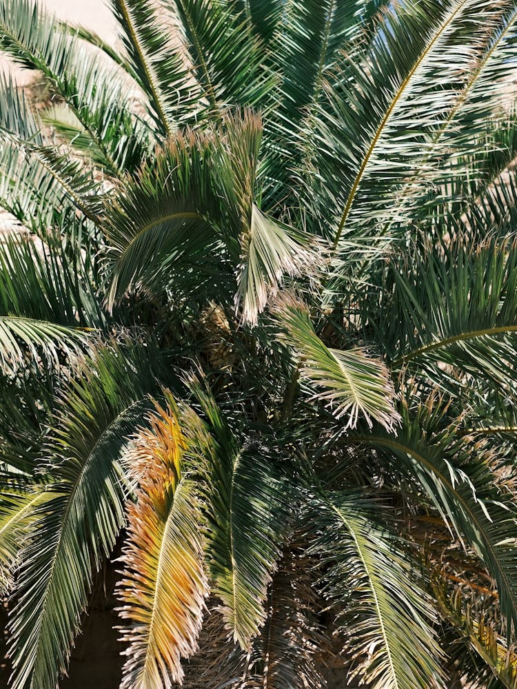 Close Up Palm // Ibiza Nature & Travel Photography