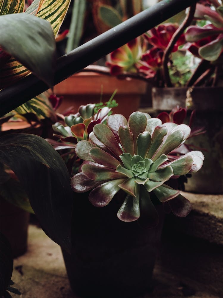 Moody Cactus On The Stairs St Sebastian, Spain