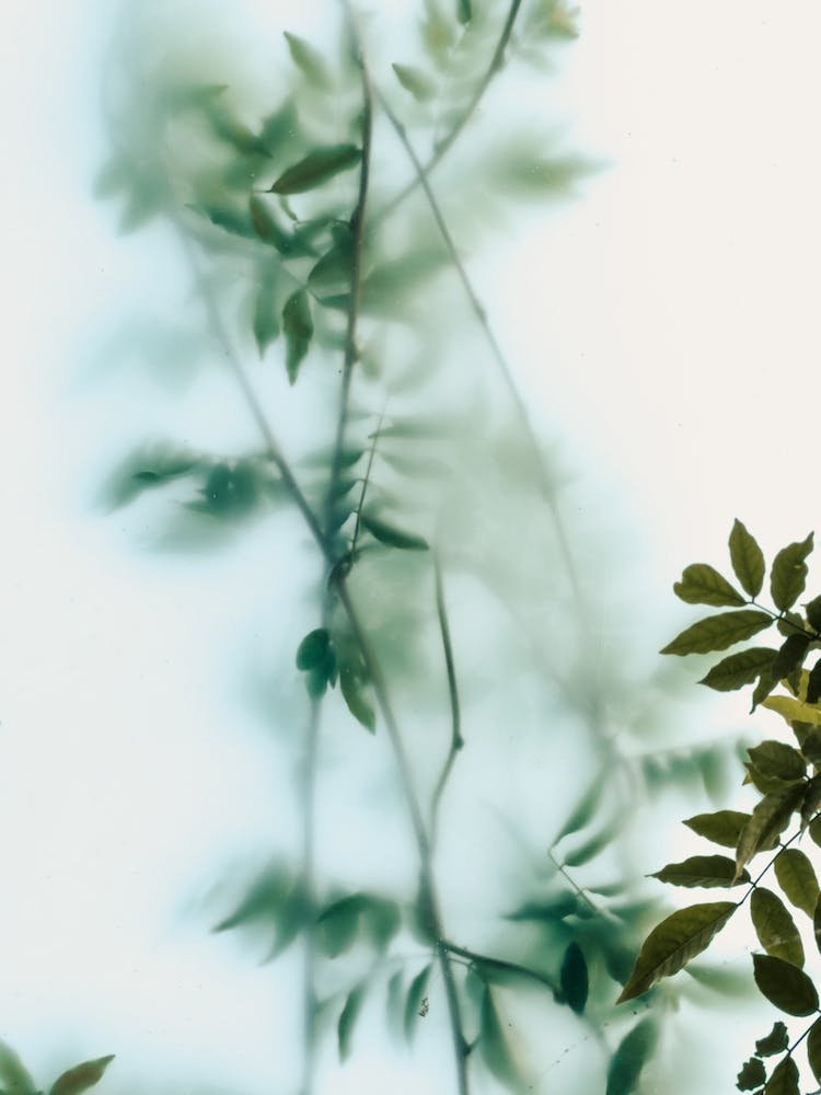 Leaves And Frosted Glass