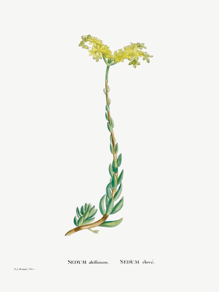 Sedum Altiffimum, Pierre Joseph Redoute