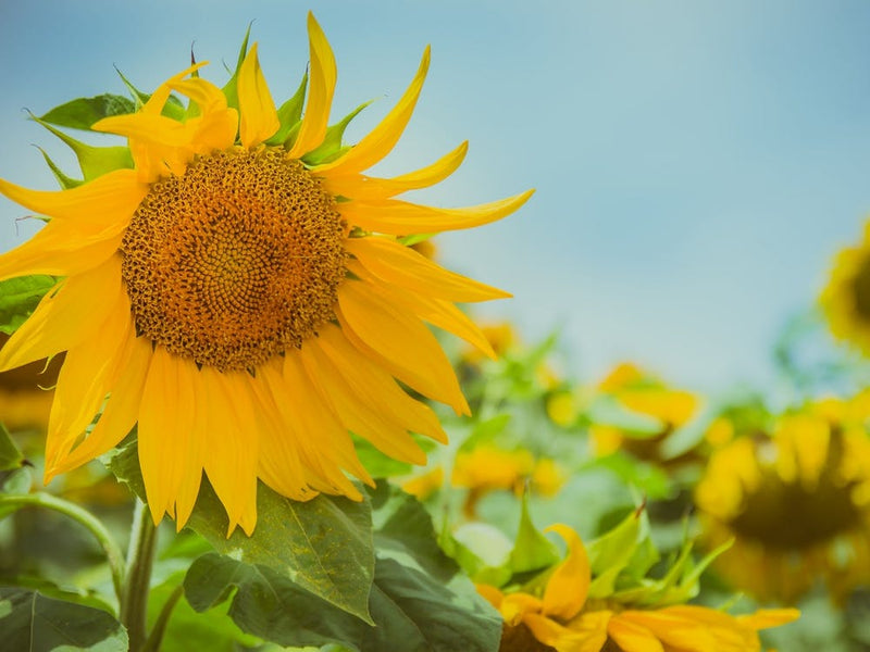 Sunflower In Sunflower Field 4