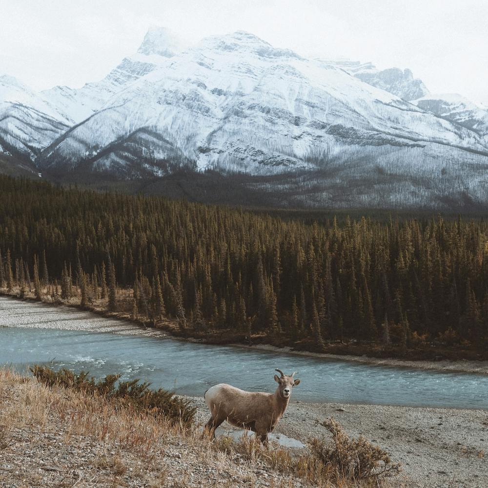 Goat By The Hill In The Forest