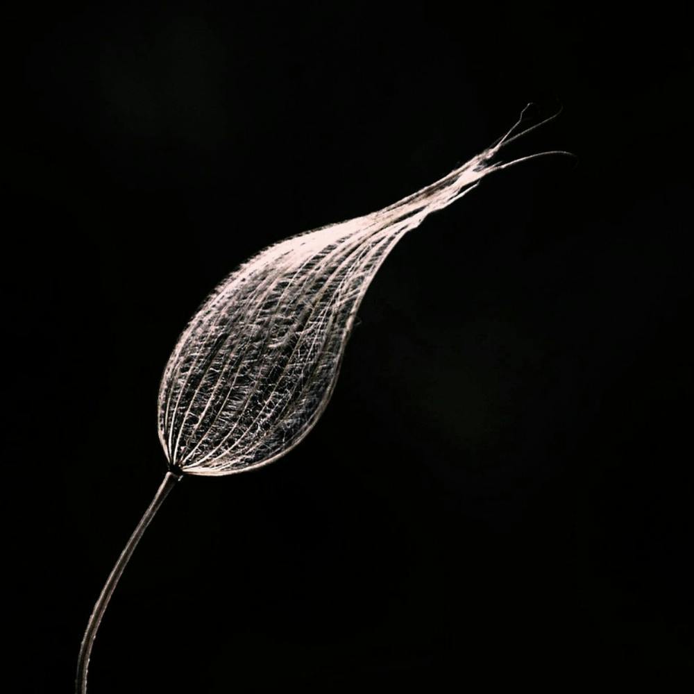 Dandelion 1