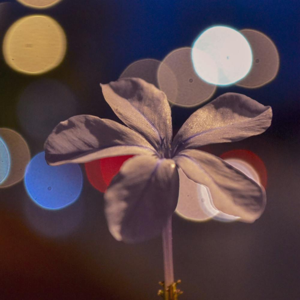 Bokeh Flower