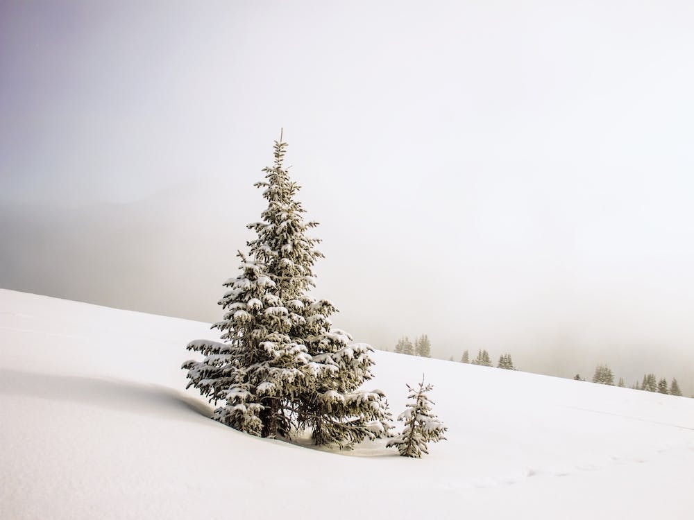 Winter Wonderland Pine Tree