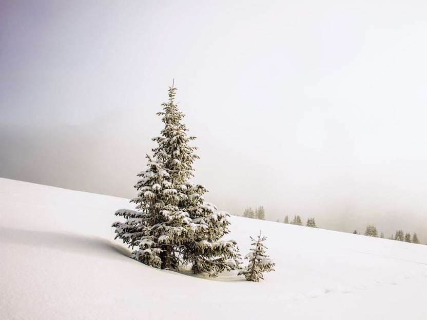 Winter Wonderland Pine Tree