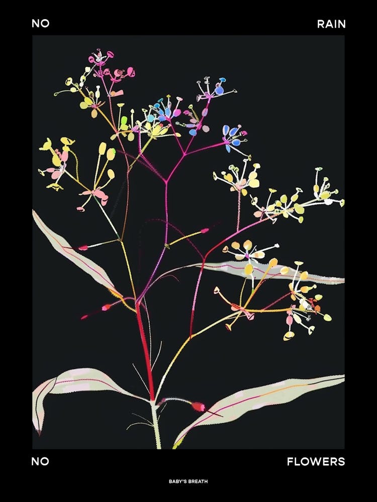 No Rain No Flowers Poster Babys Breath 5