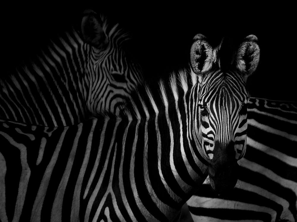 Three Zebras