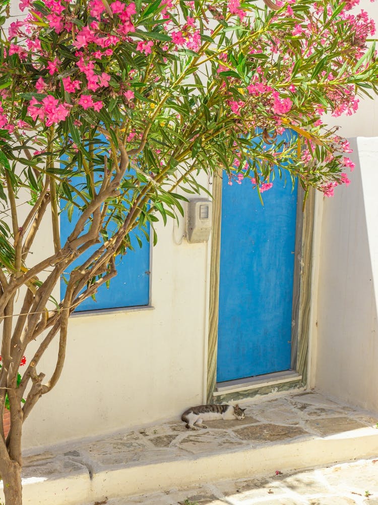 Pink Oleander And Blue Door In Paros 1