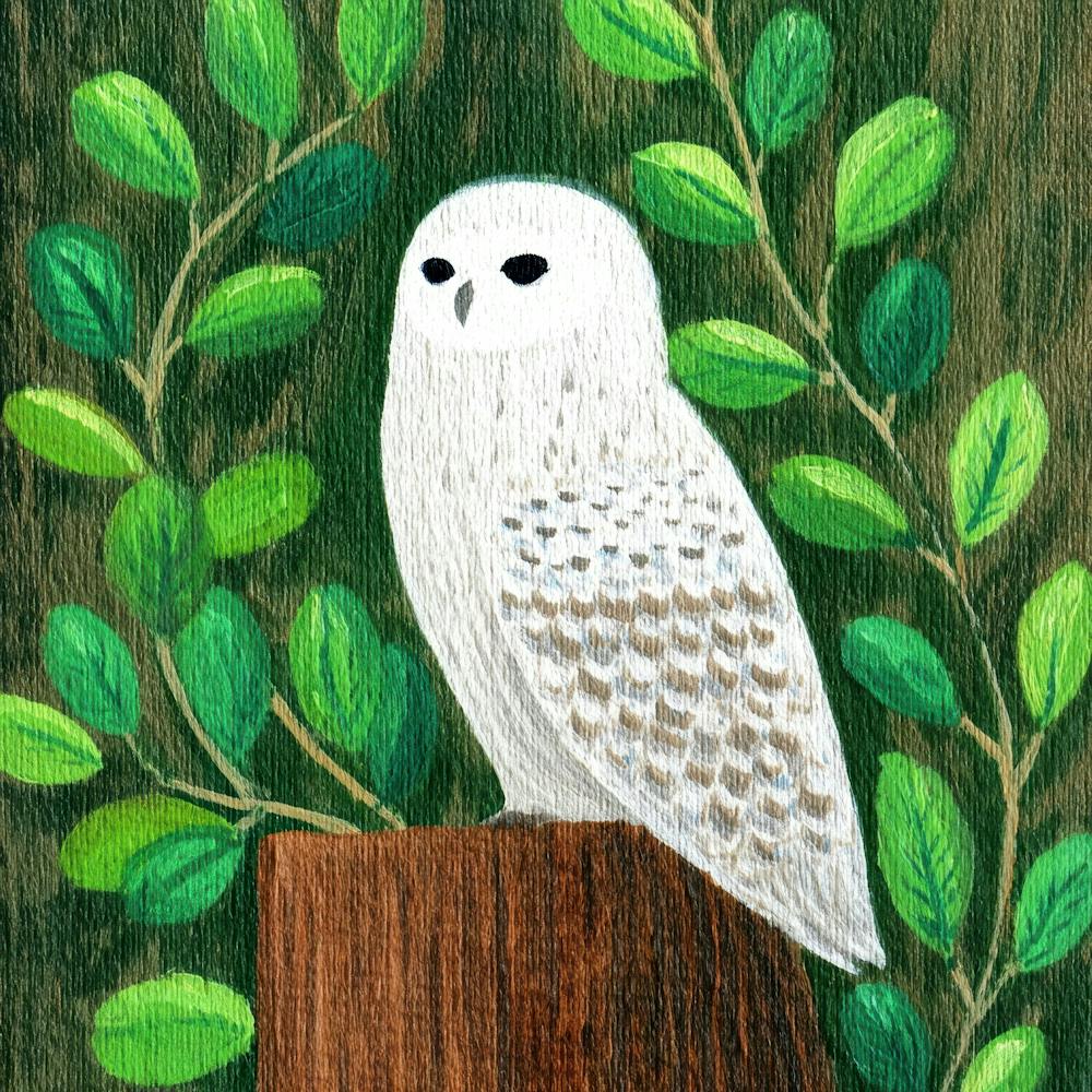 Snowy Owl 12