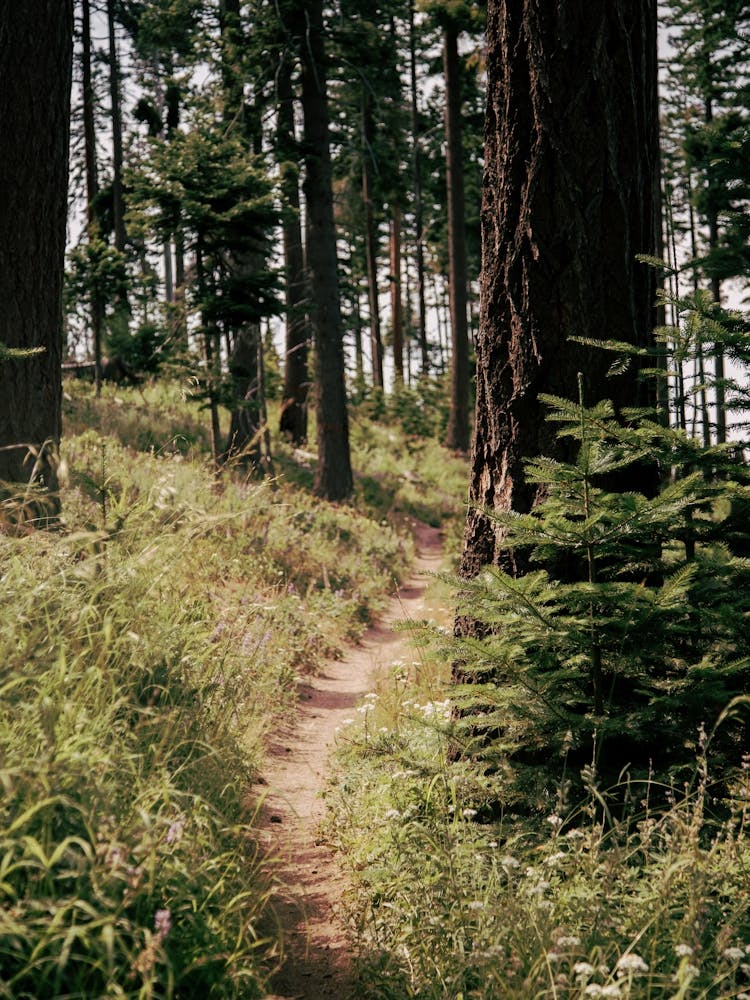 Through the Woods