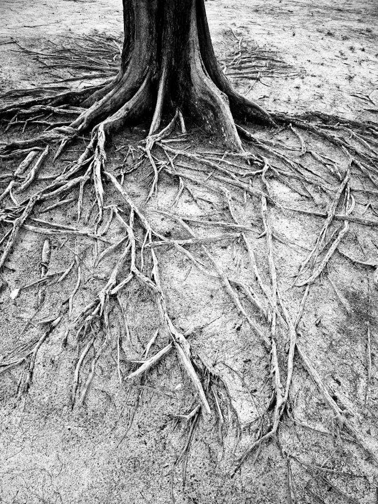 Tree Roots In Indonesia