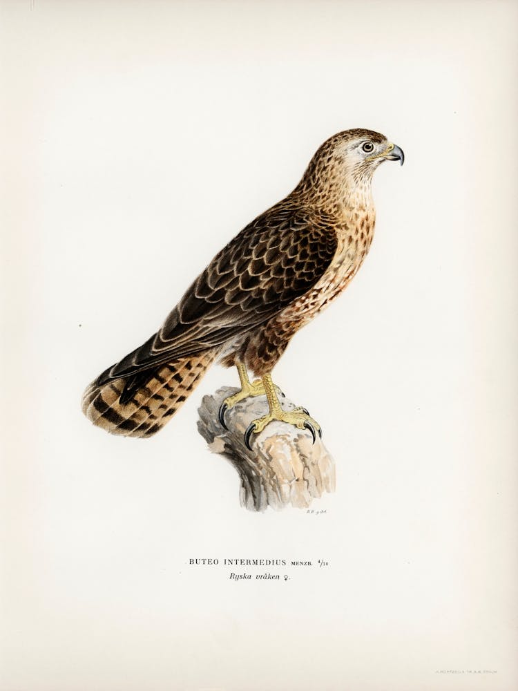 Common Buzzard, The Von Wright Brothers) 1