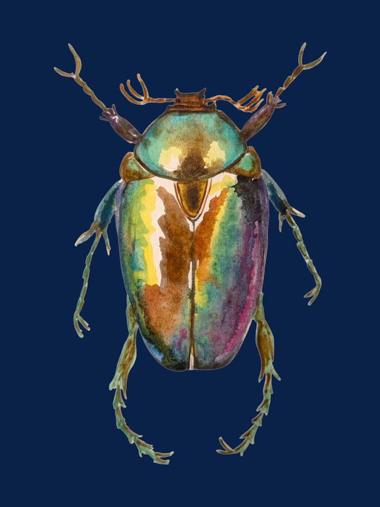 Beetle Navy Watercolour Illustration Botanical Insect Bug