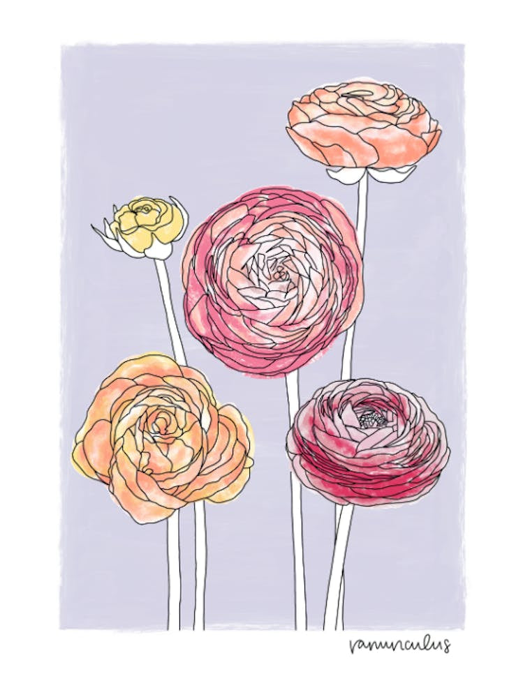 Ranunculus