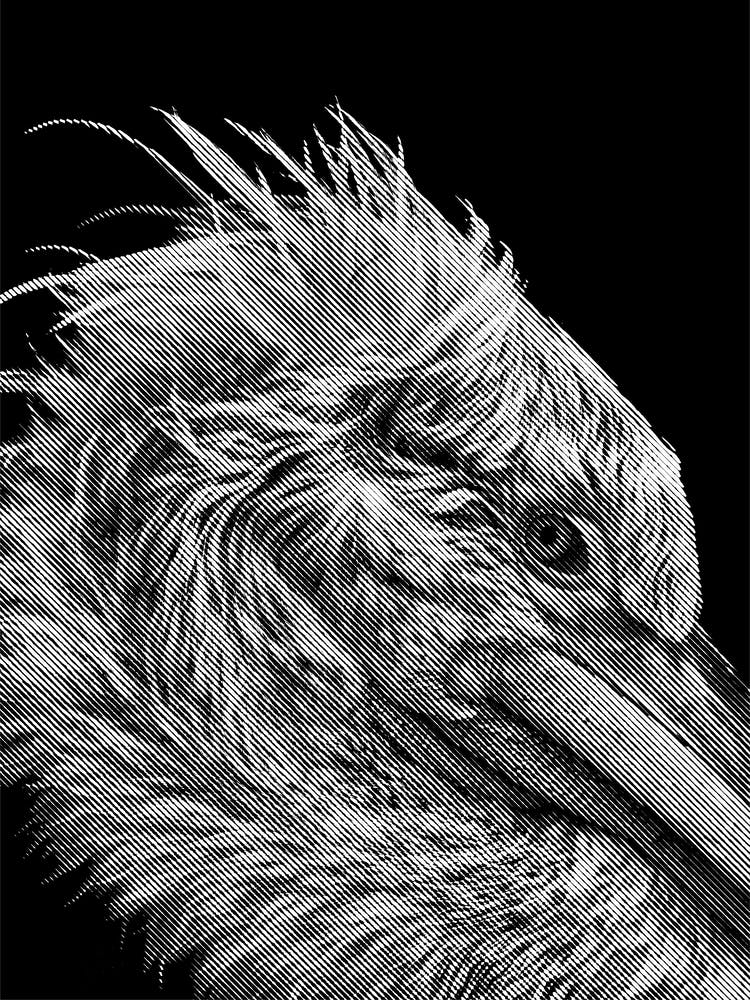 Pelican Line Art