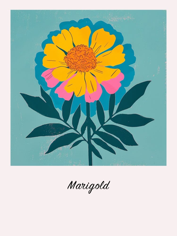 Marigold 2 Square Flower Illustration Poster
