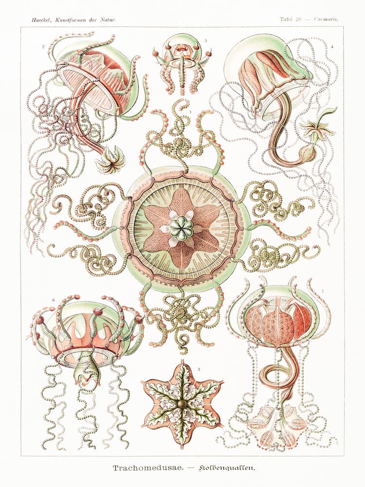 Haeckel 2 Tafel 26