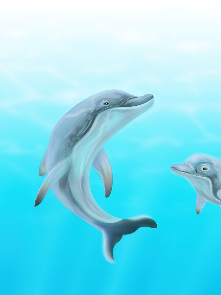 Dolphins In The Water