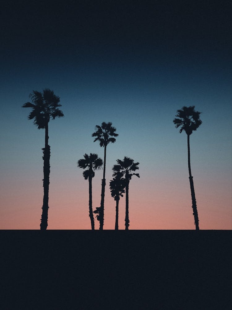 Mania Landscapes Raw 21 Santa Monica (USA)