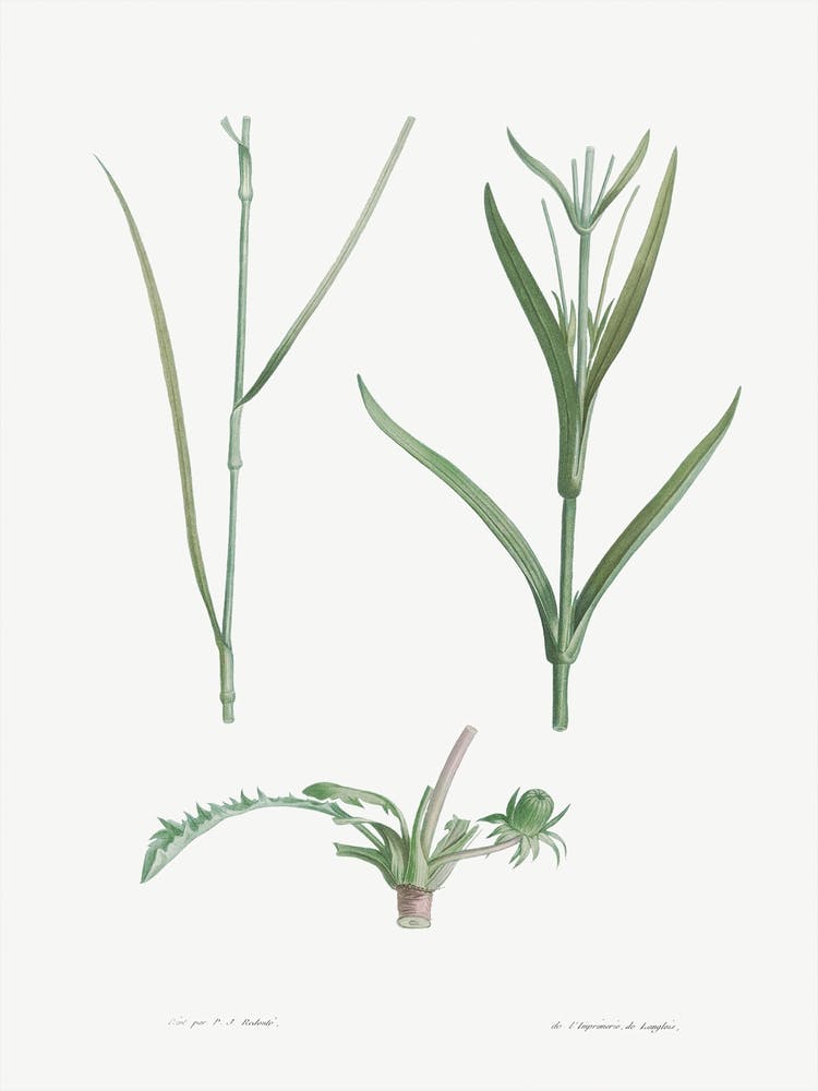 Plant Stem, Pierre Joseph Redoute