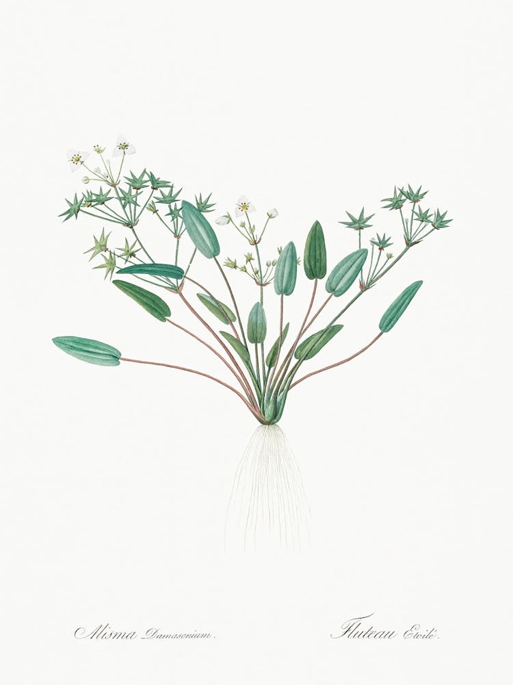 Starfruit Illustration From Les Liliacées (1805), Pierre Joseph Redoute