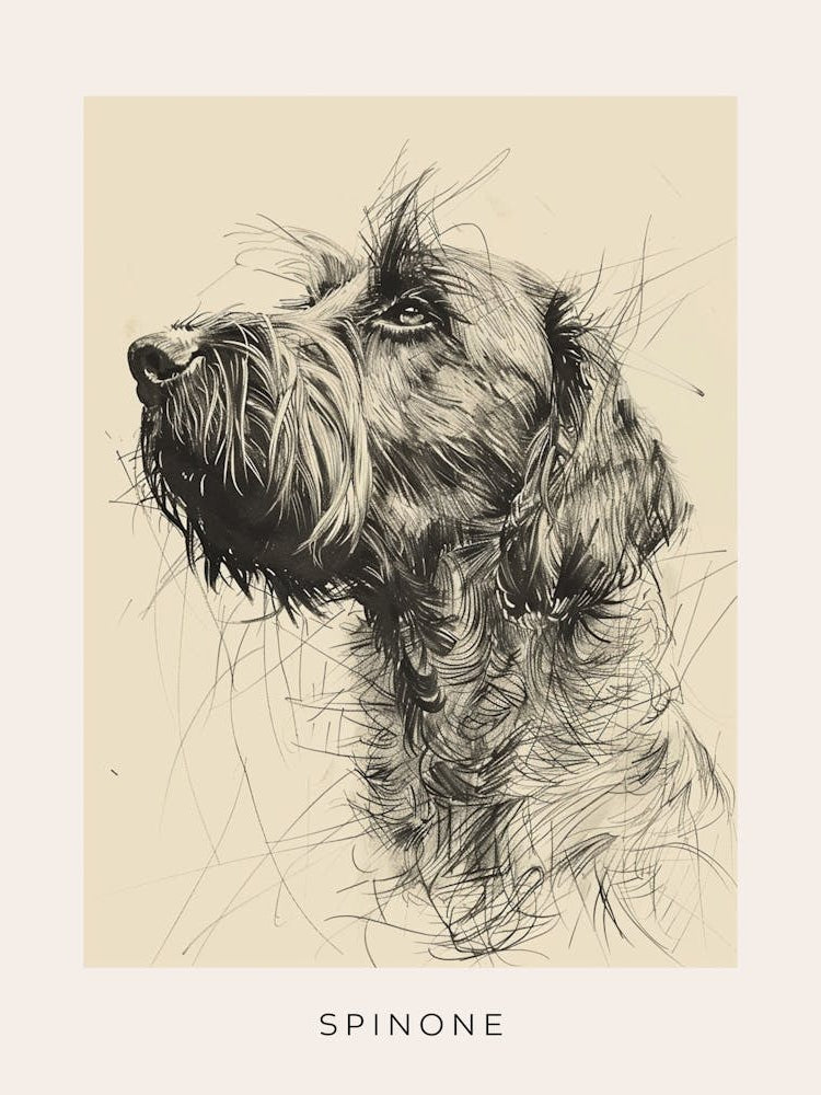 Spinone Dog Line Sketch 1 Poster