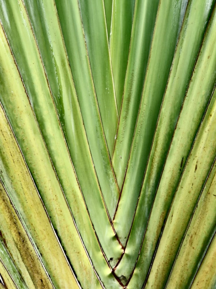 Close Up Of A Palm Leaf Tropical Abstract