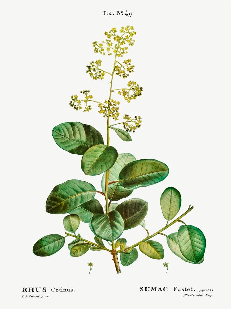 Arbre à perruques, Pierre Joseph Redoute