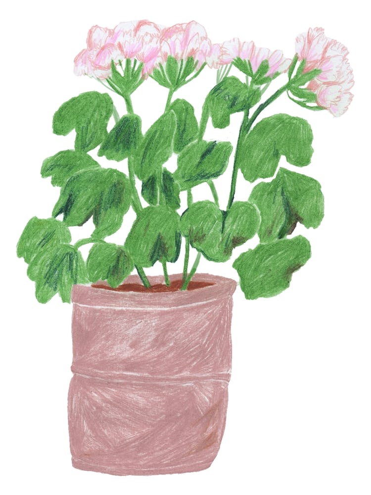 Geraniums