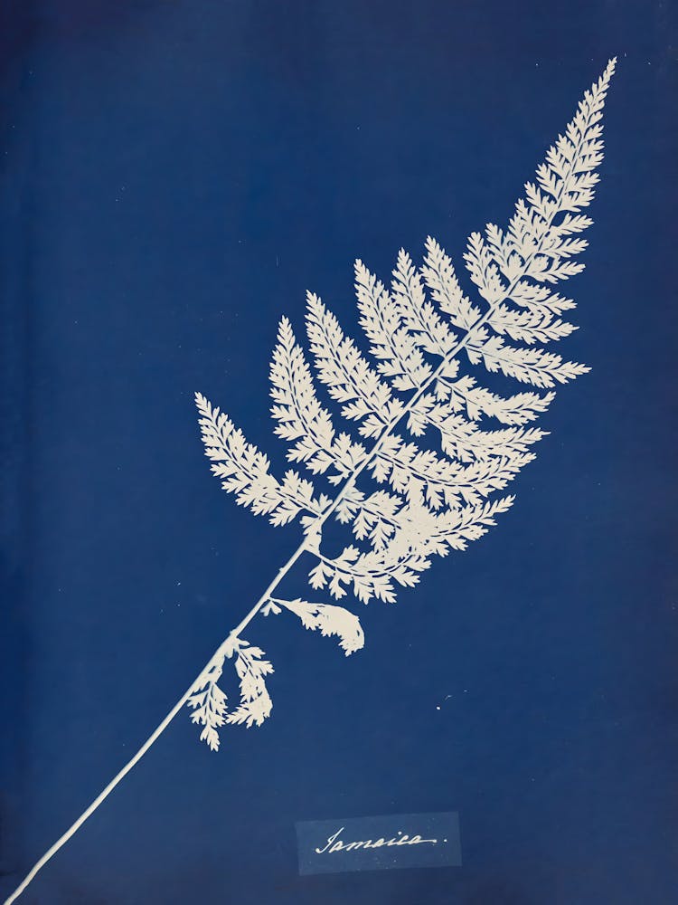 Fern Leaf 4