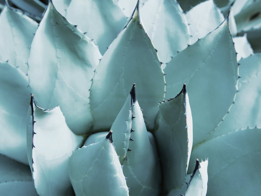Blue Agave Leaves
