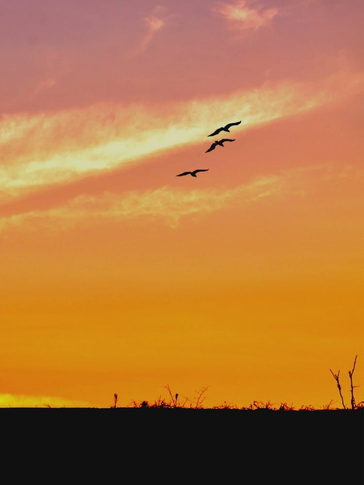 Sunset With Geese