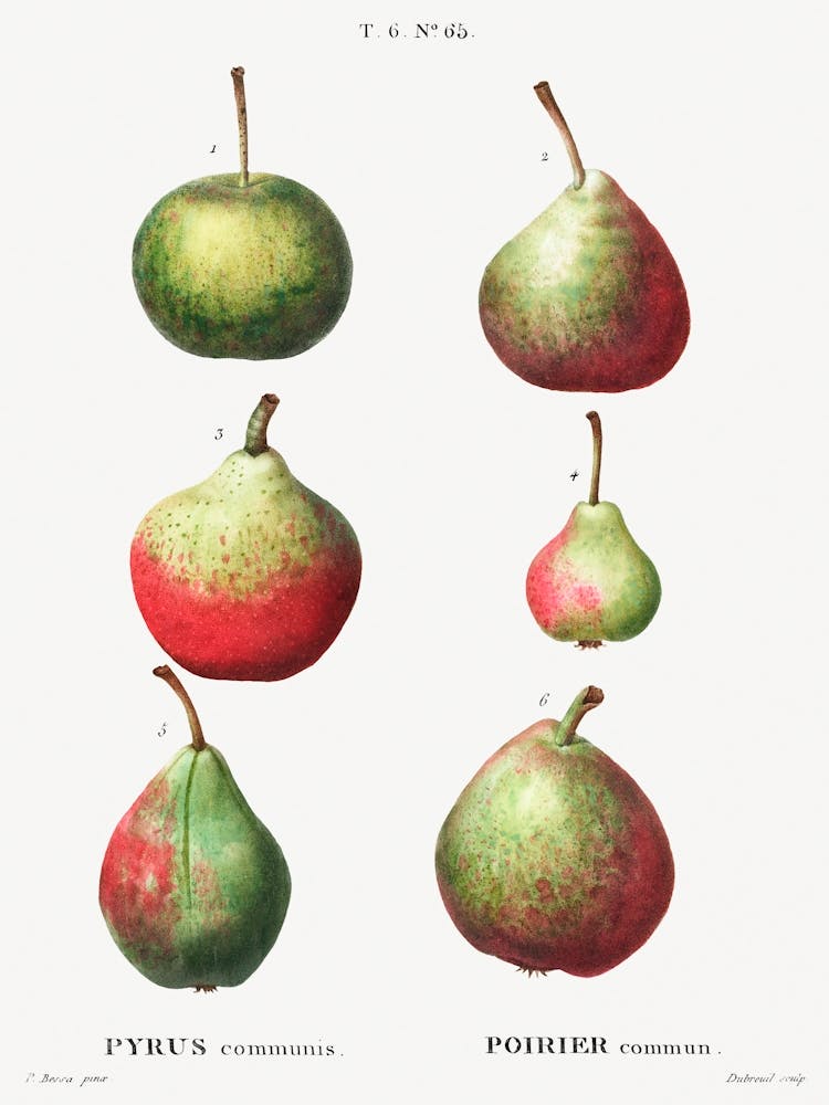 Pear, Pierre Joseph Redoute (7)