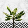 Láminas de Arte Fotográfico para Decoración del Hogar