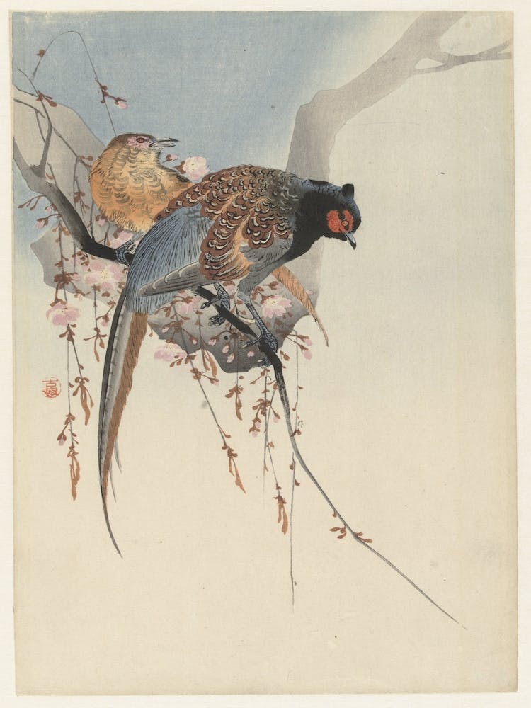 Pheasant In Cherry Blossom