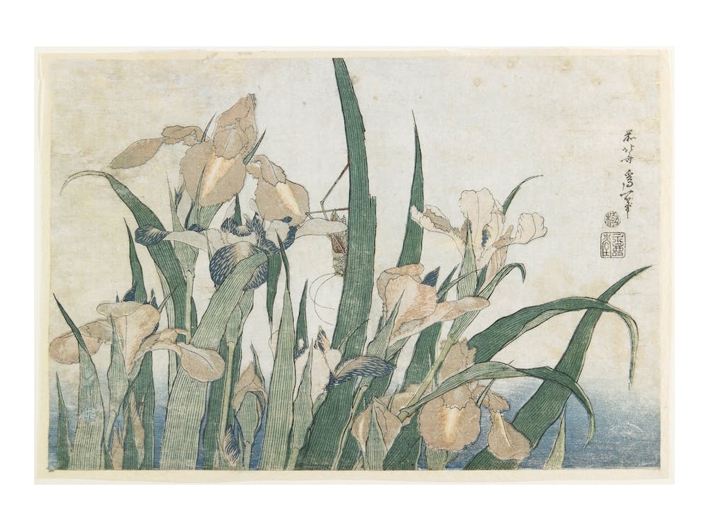 Iris Flowers And Grasshopper