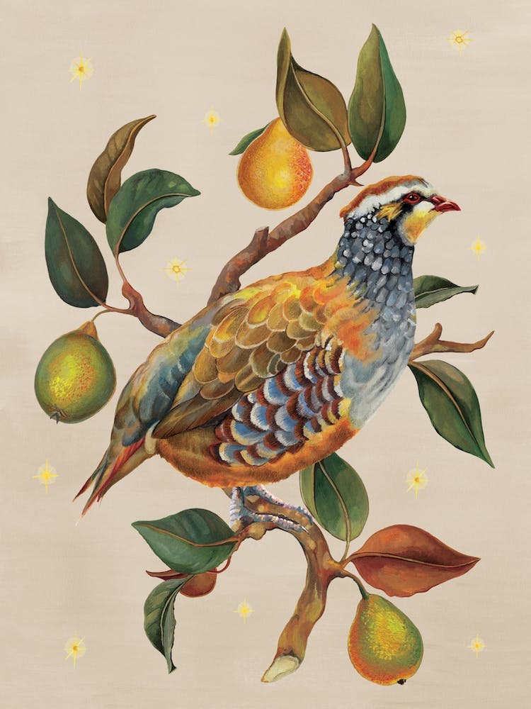 Partridge