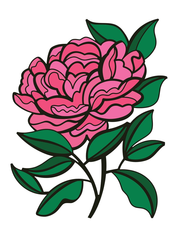 Pink Peony Contemporary Botanical Illustration